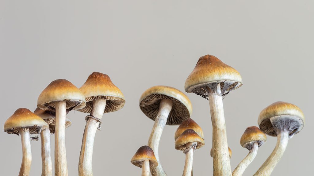 Psilocybin, Depression and Parkinson’s Disease